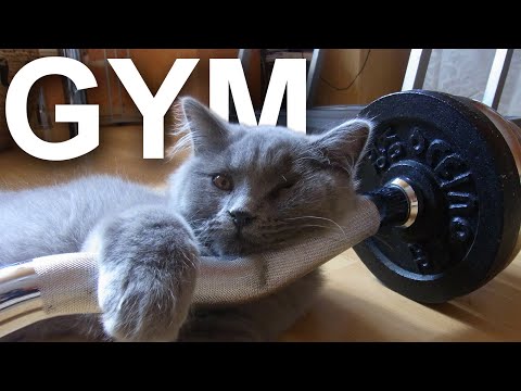 GYM - PAROLE DE CHAT