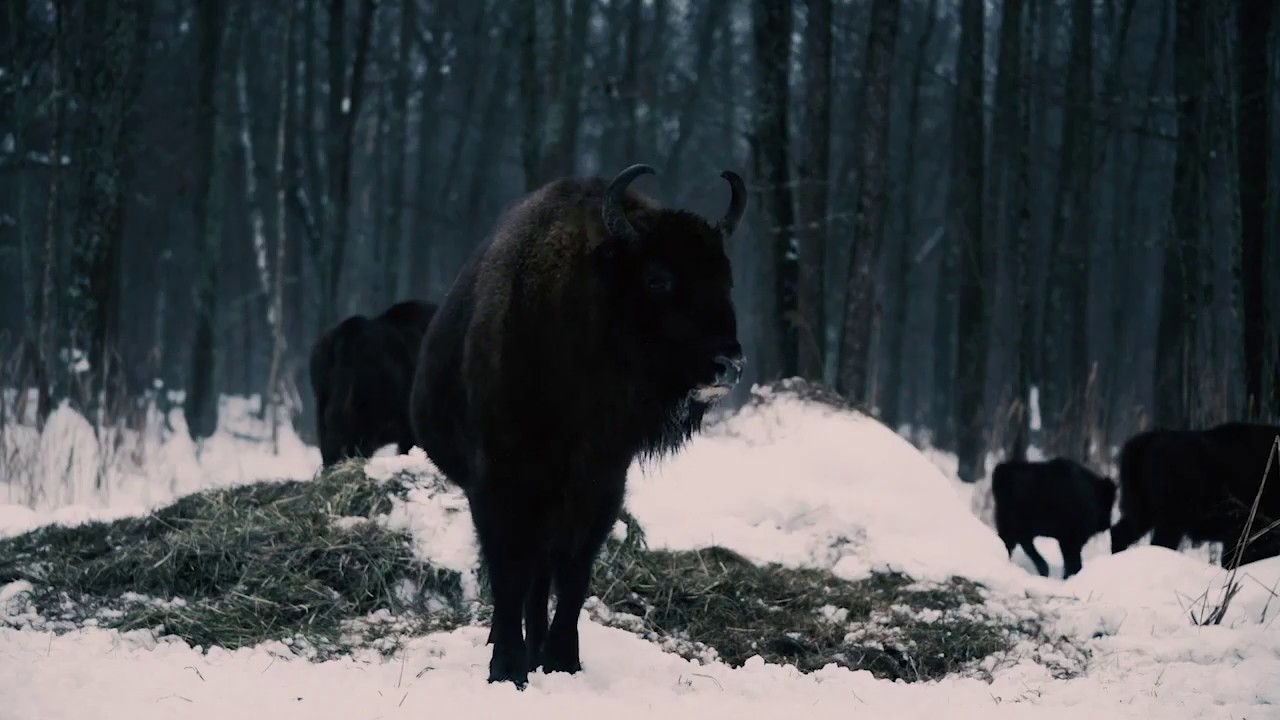 Trailer | Invisible Paradise | Darya Yurkevich