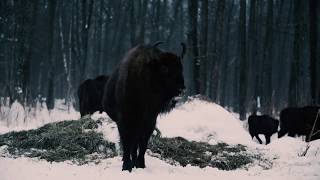 Trailer | Invisible Paradise | Darya Yurkevich