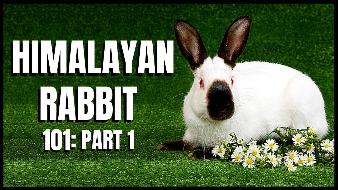 Himalayan Rabbit 101: Part 1