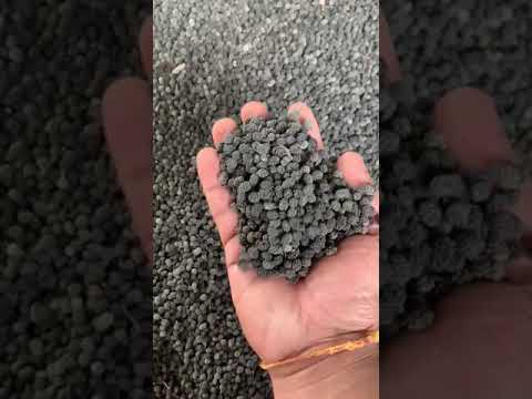 Black Gol Pippal