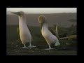 Baby Da Vinci Commercial 2004