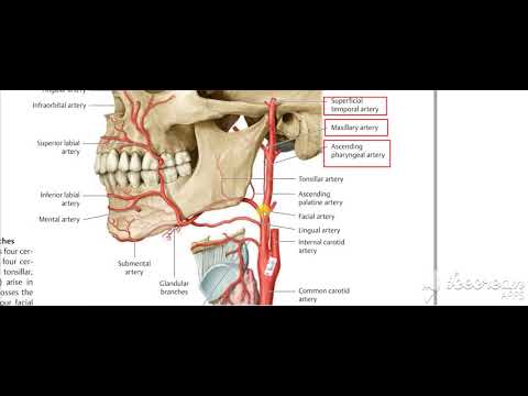 Neck Vessels revision 2