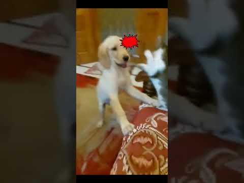 Snow -007 tranning. Target 🎯  is Toshi.