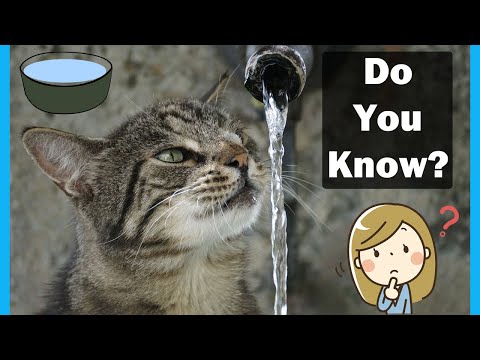 How Much Should Cats Drink? | In Urdu | Animalia Dot Pk || Vet Furqan Younas