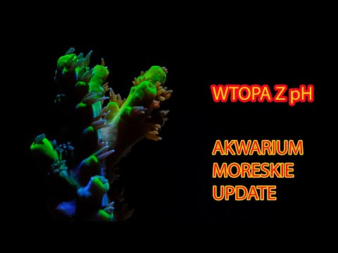 AKWARIUM MORSKIE AMATORSKIE EP. 3 - pH a wzrost koralowców