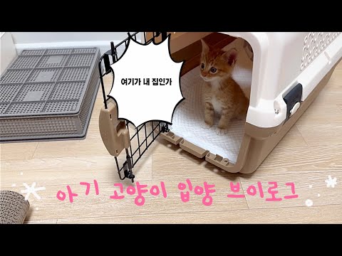 생후 5주 고양이 입양 브이로그