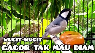 Download lagu GLATIK NGEROL VARIASI | Gelatik batu gacor #gelatikbatugacor #glatikfullisian #glatik mp3