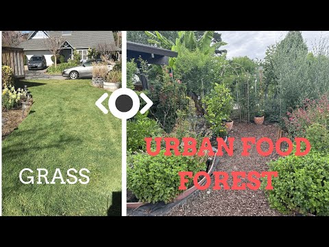 Urban Orchard: 100+ Fruit Trees in the Front Yard! | Part 1 Garden Tour