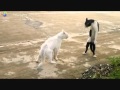 Bruce Lee Cat