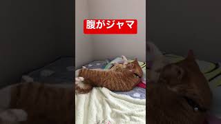 腹が邪魔で起き上がれない猫 #ショート
