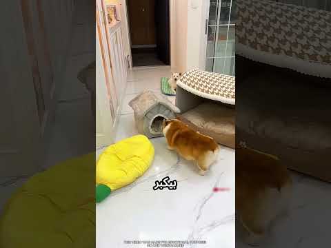 بيت الكلب صغير جدا عليه #viral