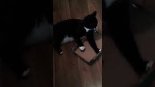 Download lagu My cat eating a box mp3