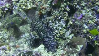 preview picture of video 'North Sulawesi Oct. 2011 Pulisan Area Lionfish'
