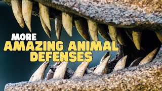 More Amazing Animal Defenses | Learn about physical defenses animals use to survive