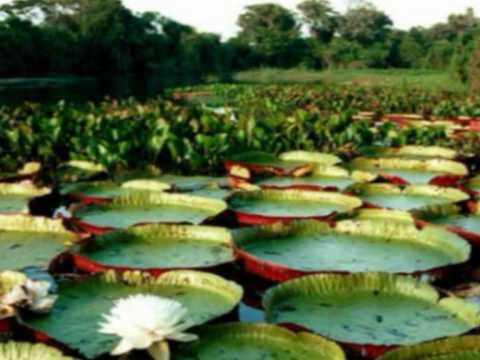 download lagu mp3 mp4 Por El Rio Volvere, download lagu Por El Rio Volvere gratis, unduh video klip Por El Rio Volvere