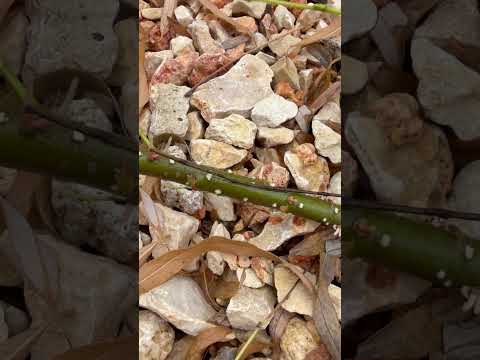 Mastering the Art of Propagating Willow Cuttings!