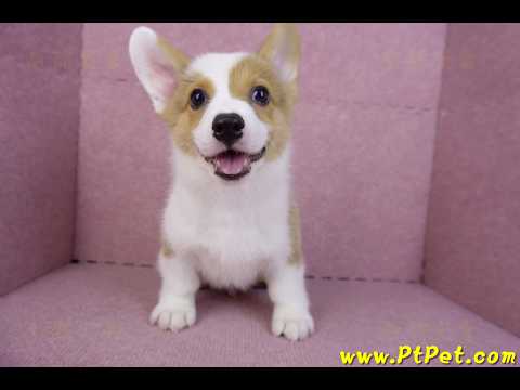 09/22雙色柯基犬公幼犬