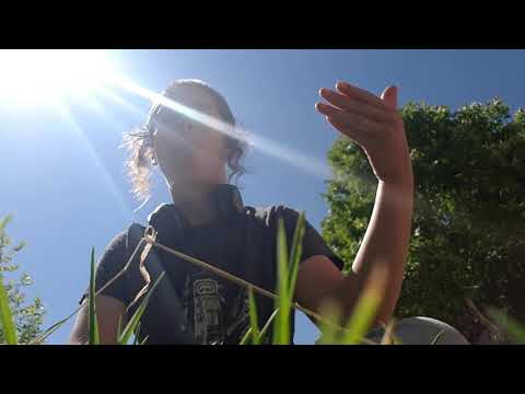 טודיאל - ביטבוקס בטבע