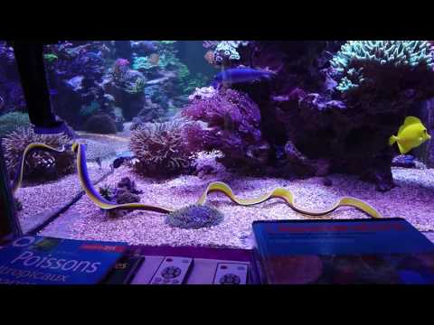 download lagu mp3 mp4 Murene Ruban Aquarium, download lagu Murene Ruban Aquarium gratis, unduh video klip Murene Ruban Aquarium