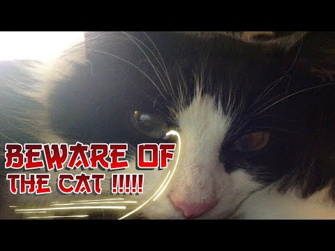 My 3rd Original Song - Beware Of The Cat