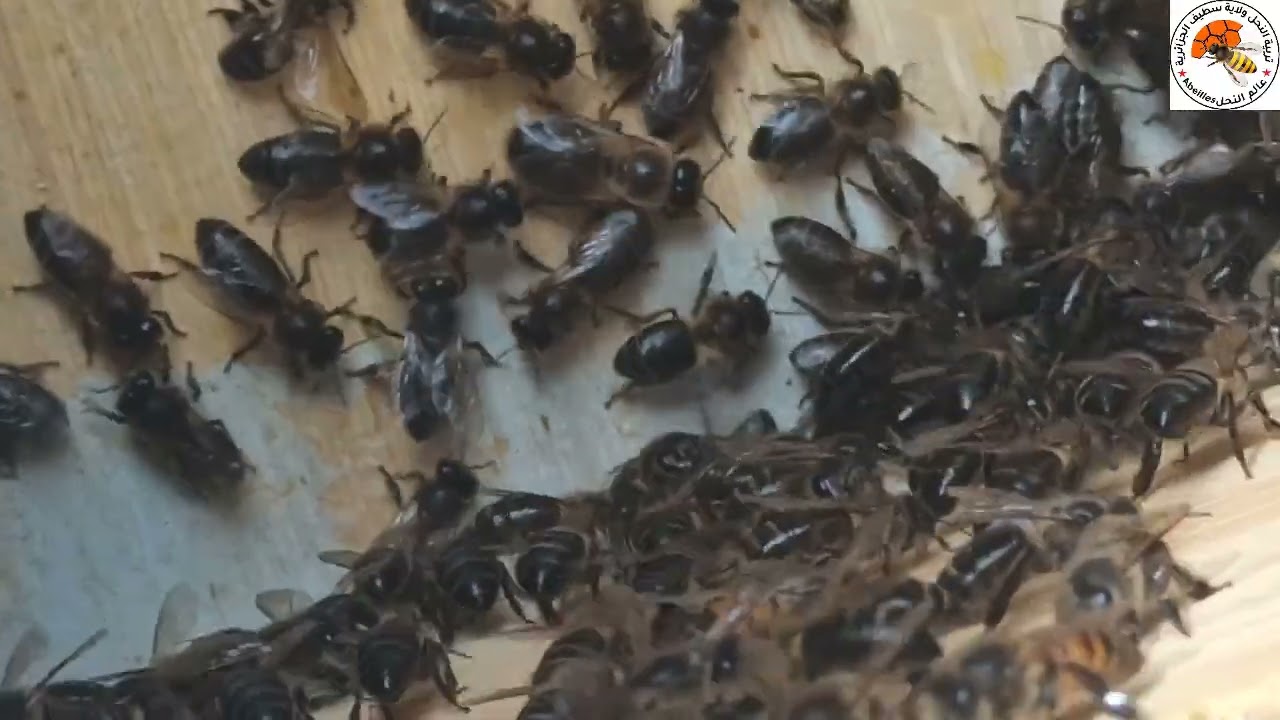 ادخال ملكة بالعسل على خلية نحل بعاسلة
