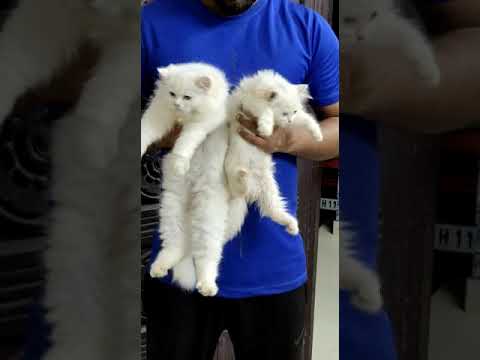 Pershin cat sale this+91 97443 27552