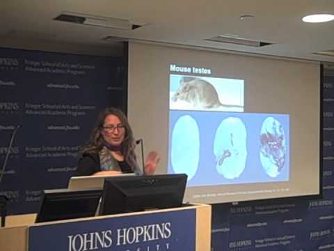 Tantalizing Testis: The Colorful World of Fruit Fly Stem Cells, Part I