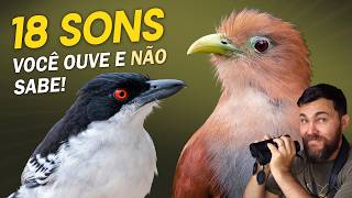 18 SONS DE AVES QUE VOCÊ JÁ OUVIU, MAS TALVEZ NÃO RECONHEÇA