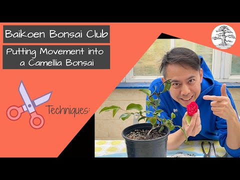 Putting Movement into a Camellia Bonsai - Tom Lau -  Bonsai Technique - Baikoen Bonsai Club
