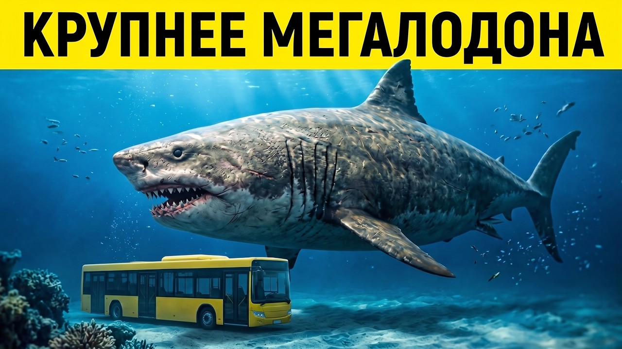 До мегалодона этим чудовищем правил океан