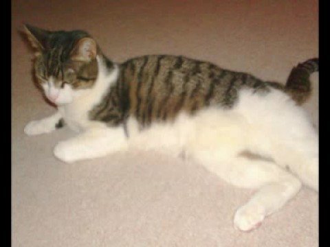 The cat crept in with Mud.