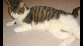 The cat crept in with Mud.