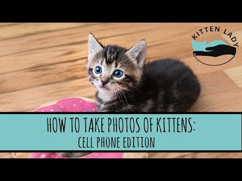 How to Take Photos of Kittens: Cell Phone Edition