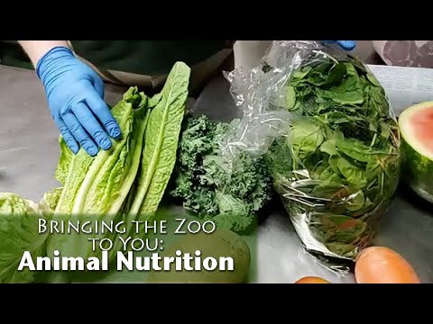 Bringing the Zoo to You: Animal Nutrition