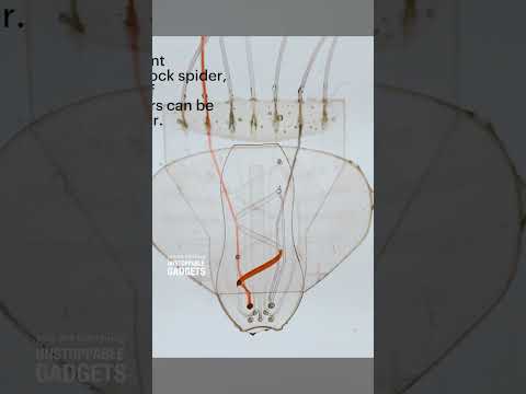 This robot is made from layers of silicon sheets