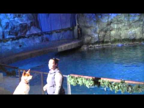 Aquatic show at Chicago's Shedd Aquarium