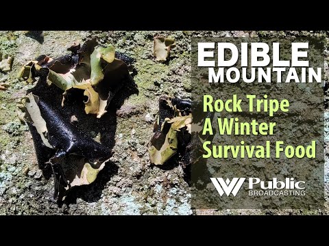 EDIBLE MOUNTAIN - Rock Tripe A Winter Survival Food