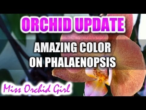 Orchid update - Amazing color on Phalaenopsis