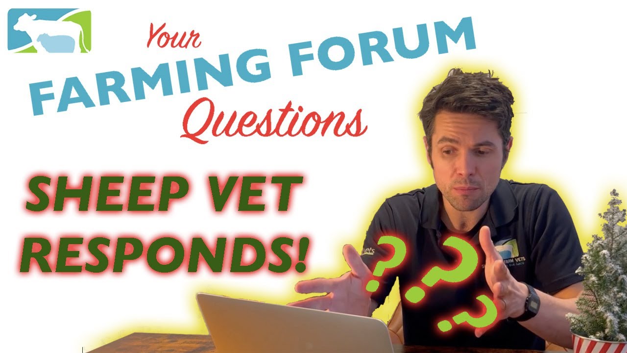 Your ONLINE SHEEP QUESTIONS answered!
