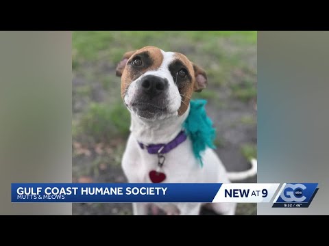 Mutts and Meows: Meet Yogurt - YouTube