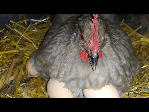 , title : 'الطريقة الصحيحة لوضع البيض تحت دجاجه راجنة 🐔'