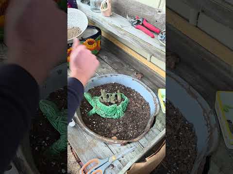 How To Mix Flora Bella