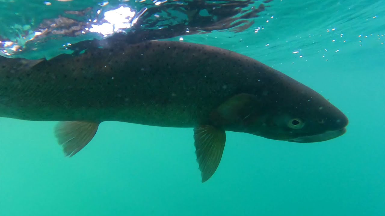 Pyramid Lake 2021 With Laceys Guide Service