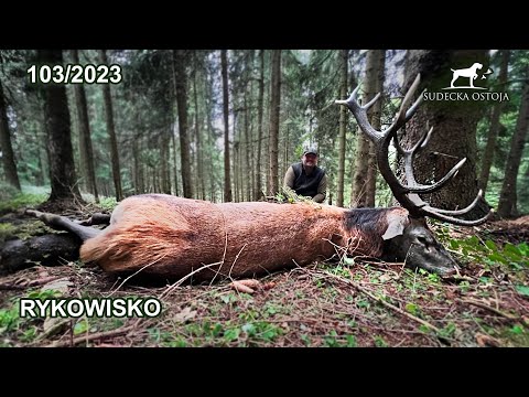 SUDECKA OSTOJA 103/2023 Rykowisko - Stadny byk na rozkładzie Deer hirsch Hunting Hunt