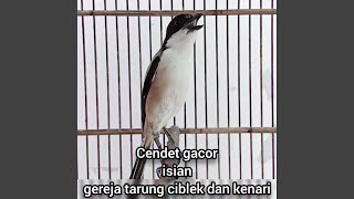 Download lagu Cendet Gacor Isian Gereja Tarung Ciblek Dan Kenari (Remastered 2023) mp3 Download lagu Cendet Gacor Isian Gereja Tarung Ciblek Dan Kenari (Remastered 2023) mp3