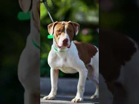 Sully, an adoptable Basset Hound & Pit Bull Terrier Mix in Phoenix, AZ_image-1