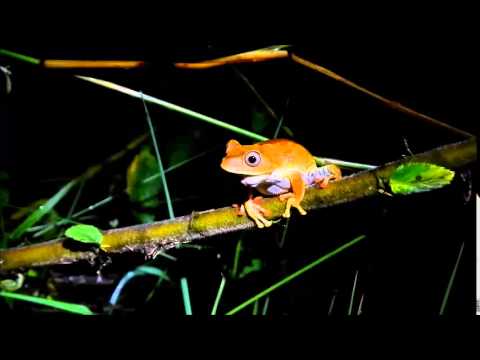 Hypsiboas Polytaeniusについて詳しく解説