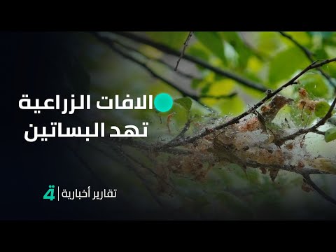 فيديو | الآفات الزراعية تهدد بساتين النخيل في كربلاء المقدسة وخاصة حشرة الدوباس