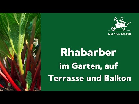 Rhabarber für den Garten, auf dem Balkon und der Terrasse
